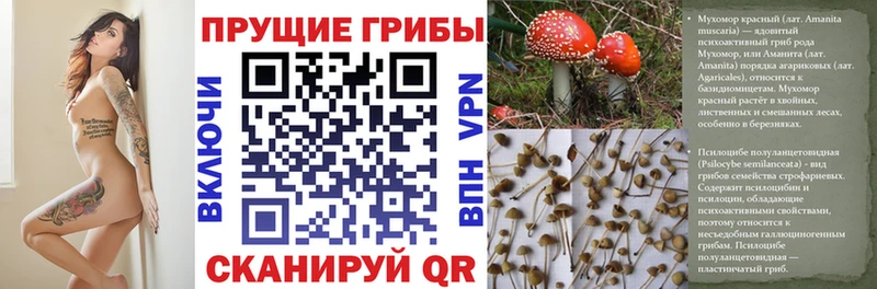 ОМГ ОМГ ссылка  Ливны  Псилоцибиновые грибы GOLDEN TEACHER 